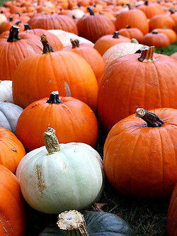 Pumpkin patch Pumpkin patch