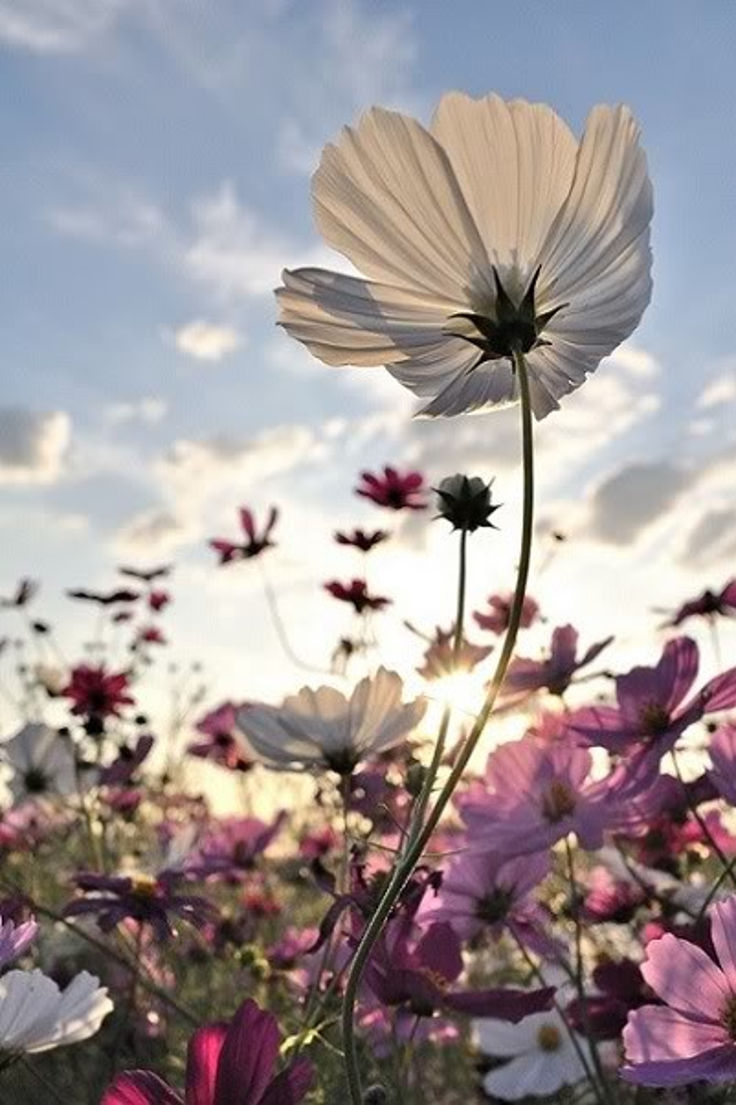 Wild Flower Wild Flower