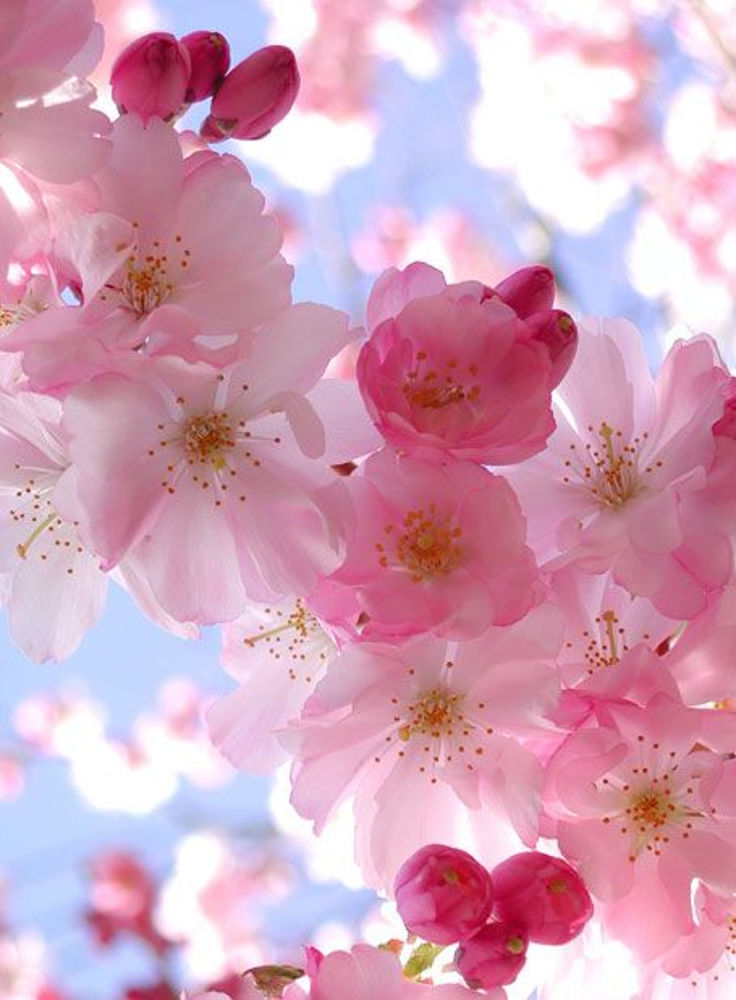 Blooming Cherry Flowers Blooming Cherry Flowers
