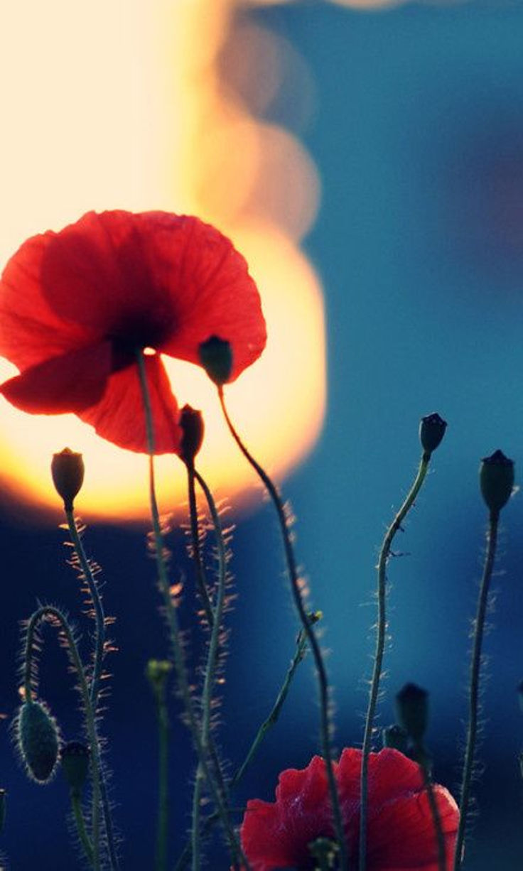 Poppies Poppies