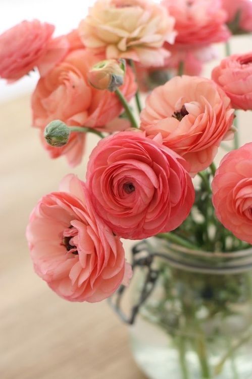 Coral and pink ranunculus Coral and pink ranunculus