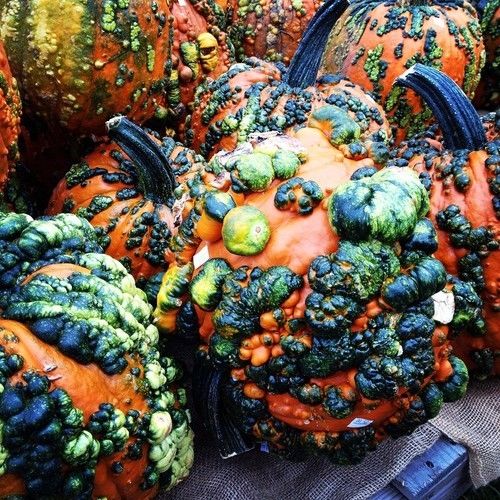 Mutated pumpkins Mutated pumpkins