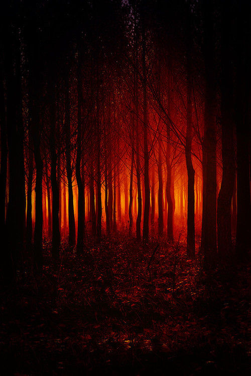Fire Red Autumn
