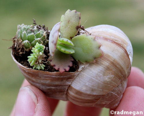 Shell potted succulents Shell potted succulents