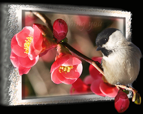 Wishing you a nice day Wishing you a nice day