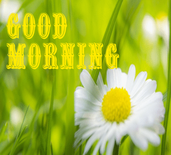 Good Morning