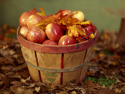 Basket of apples