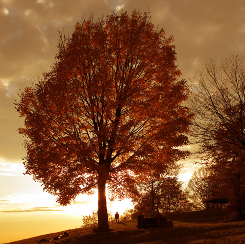 Autumn Tree