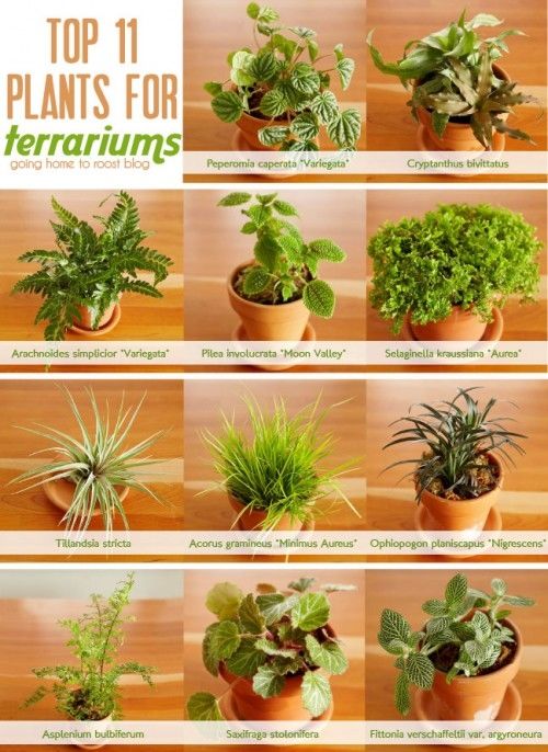 Top 11 Plants for Terrariums Top 11 Plants for Terrariums