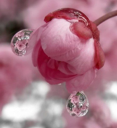 Pretty Pink Flower