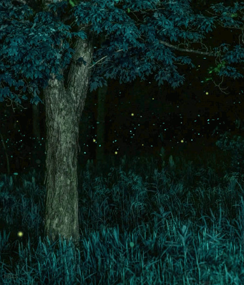 Fireflies