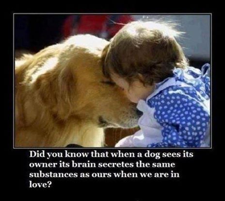 when a dog see his owner when a dog see his owner