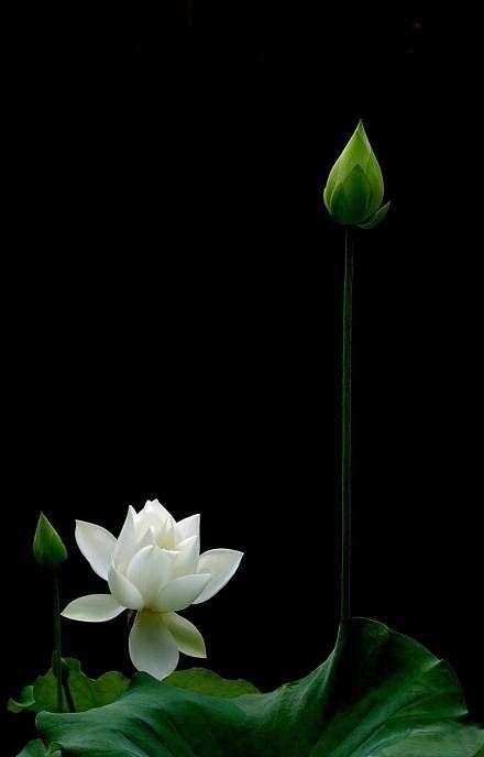 Beautiful White Rose Beautiful White Rose