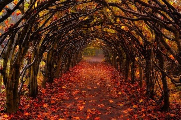 Fall Tunnel Fall Tunnel