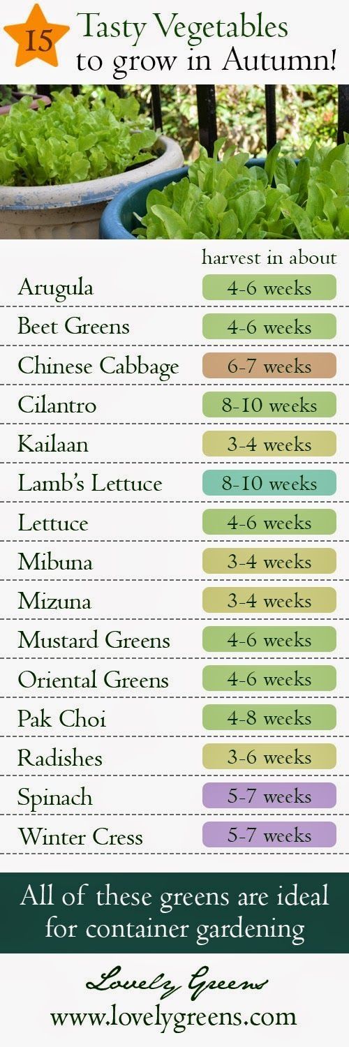 15 Vegetables To Grow In Autumn