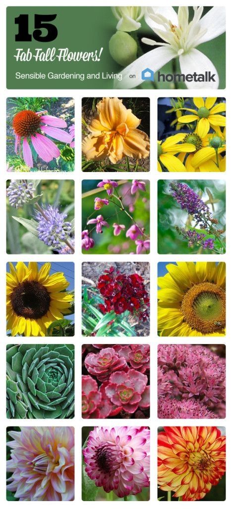 15 Fab Fall Flowers