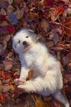 Puppy lying on Leaves Puppy lying on Leaves