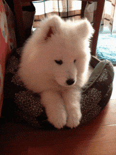 Samoyed Smiles for Camera!