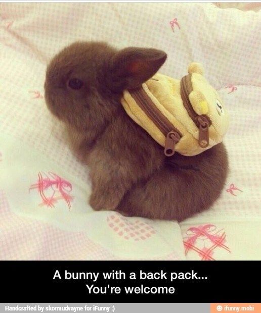 Bunny wearing a backpack Bunny wearing a backpack