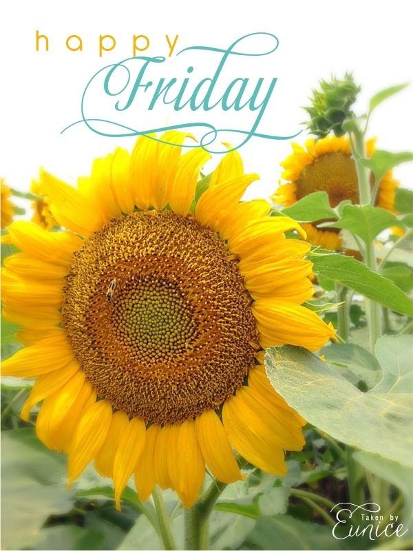 Happy Friday Happy Friday