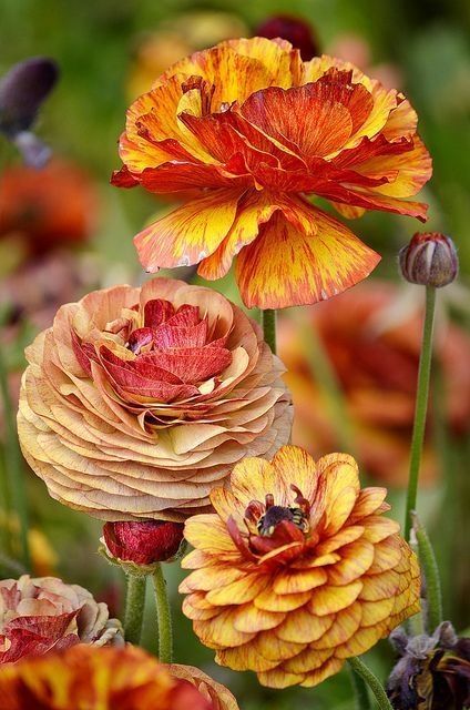 Ranunculus in Fall Colors