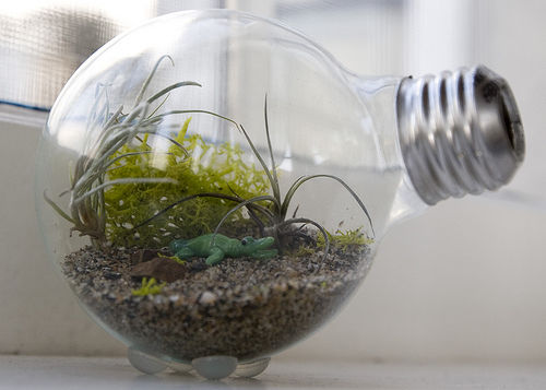 DIY Tiny Terrarium