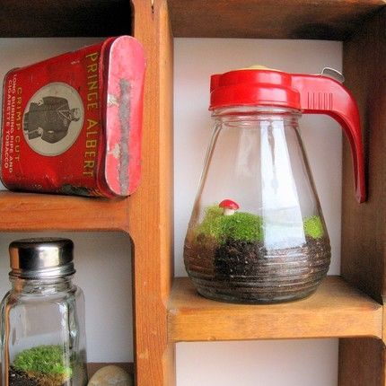 Syrup jar terrarium Syrup jar terrarium
