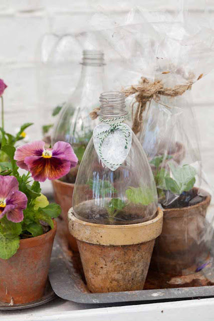 Soda bottle terrarium Soda bottle terrarium