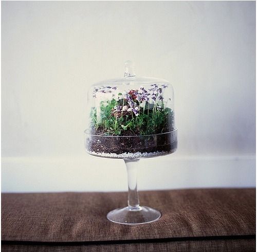 Cake stand terrarium Cake stand terrarium