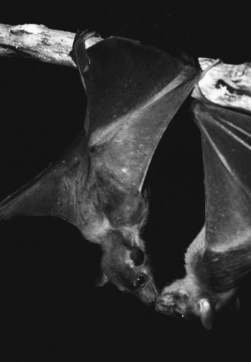 Kissing bats