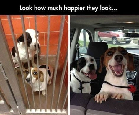 Dogs love their car rides