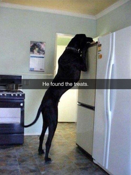 He found the treats