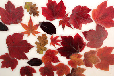 Autumn leaf magnets