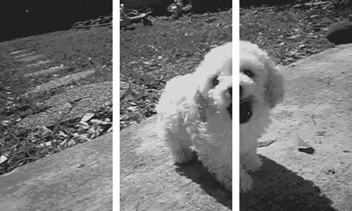 Puppy Jumping into Screen 3D Puppy Jumping into Screen 3D