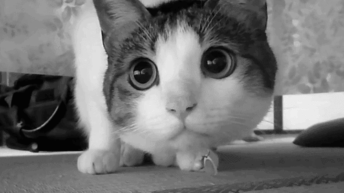 Cat Intently Watching....