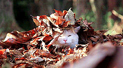 Cat Playing in the Leaves