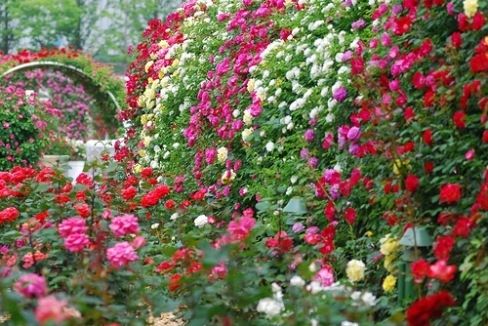 Wall of Roses Wall of Roses