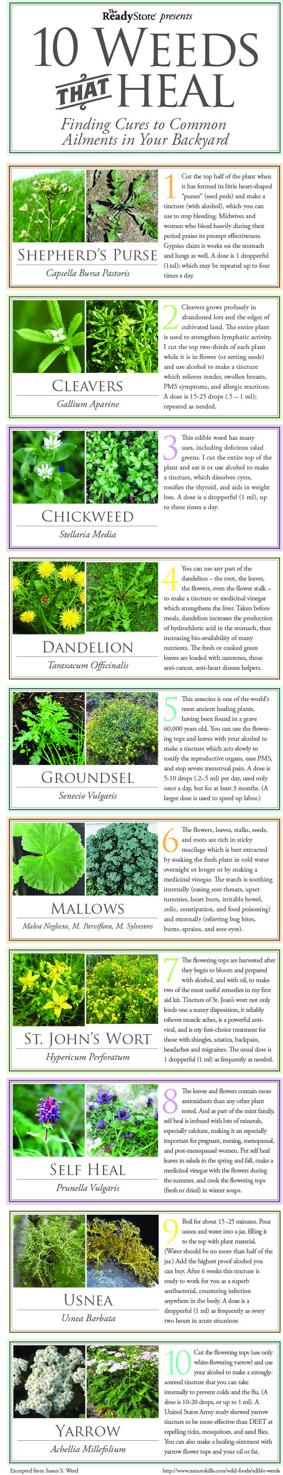10 Weeds That Heal 10 Weeds That Heal