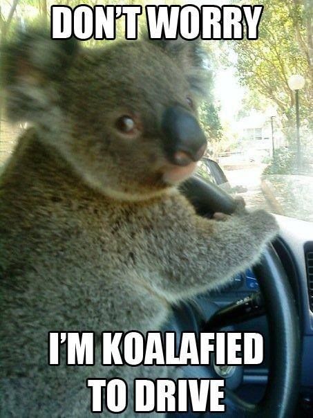 Koala said No worries Koala said No worries