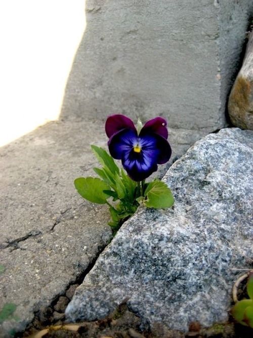 Beauty is found everywhere