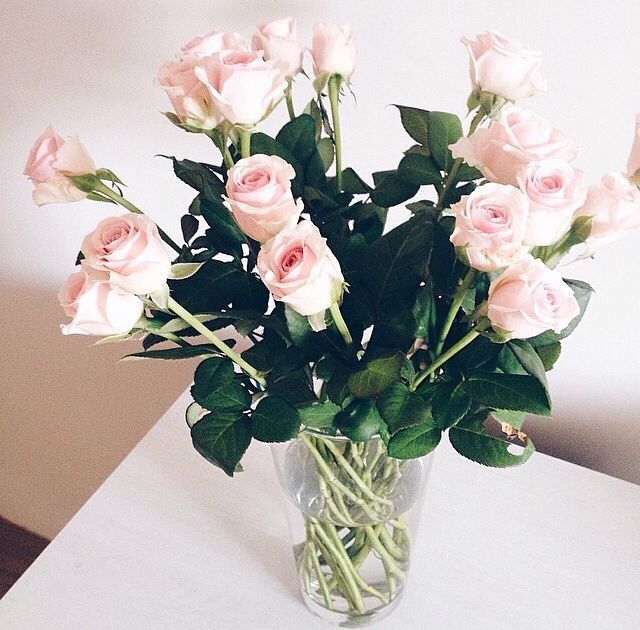 White Pink Roses