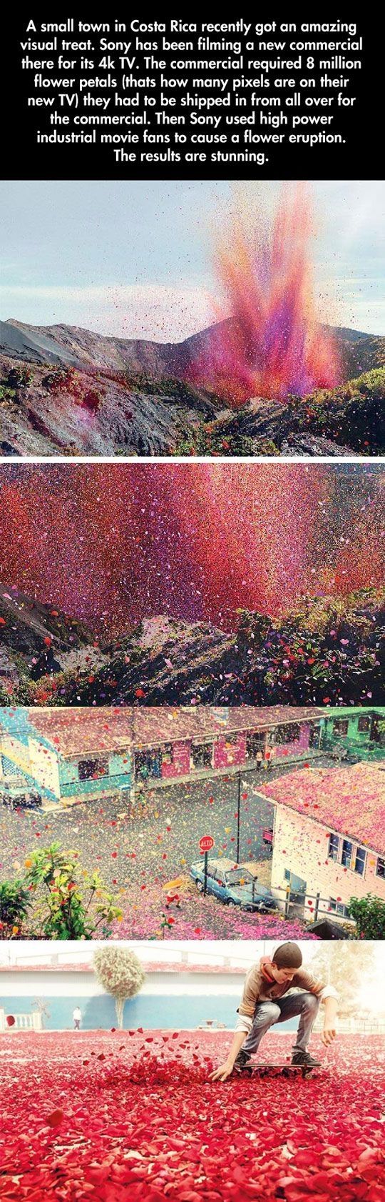 City Full of Flower Petals