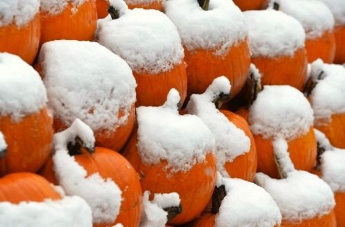 Pumpkins in the snow Pumpkins in the snow