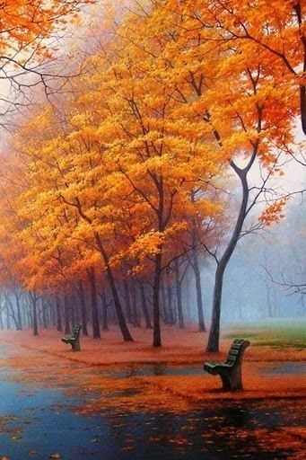 Autumn in Orange