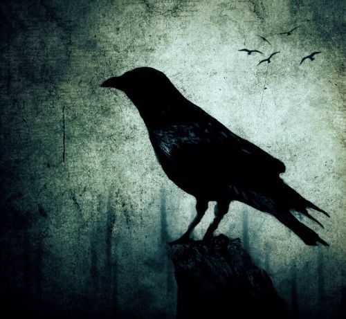 Black crow Black crow