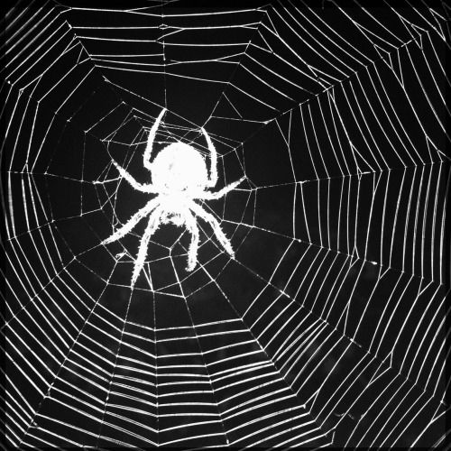 Black and white spider