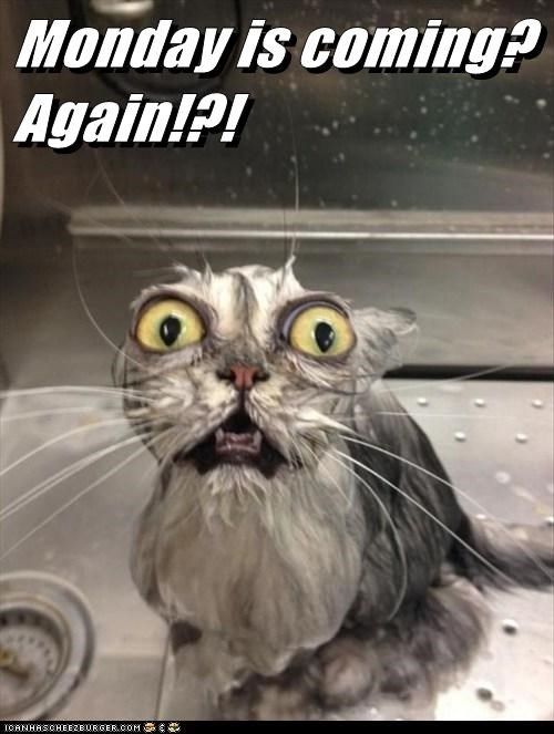 Monday is coming? Again!?! Monday is coming? Again!?!
