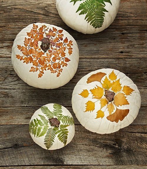 Botanical Pumpkin