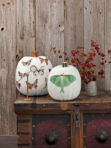 Moth decal pumpkins Moth decal pumpkins