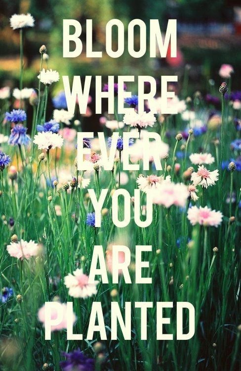 Bloom wherever you are planted Bloom wherever you are planted
